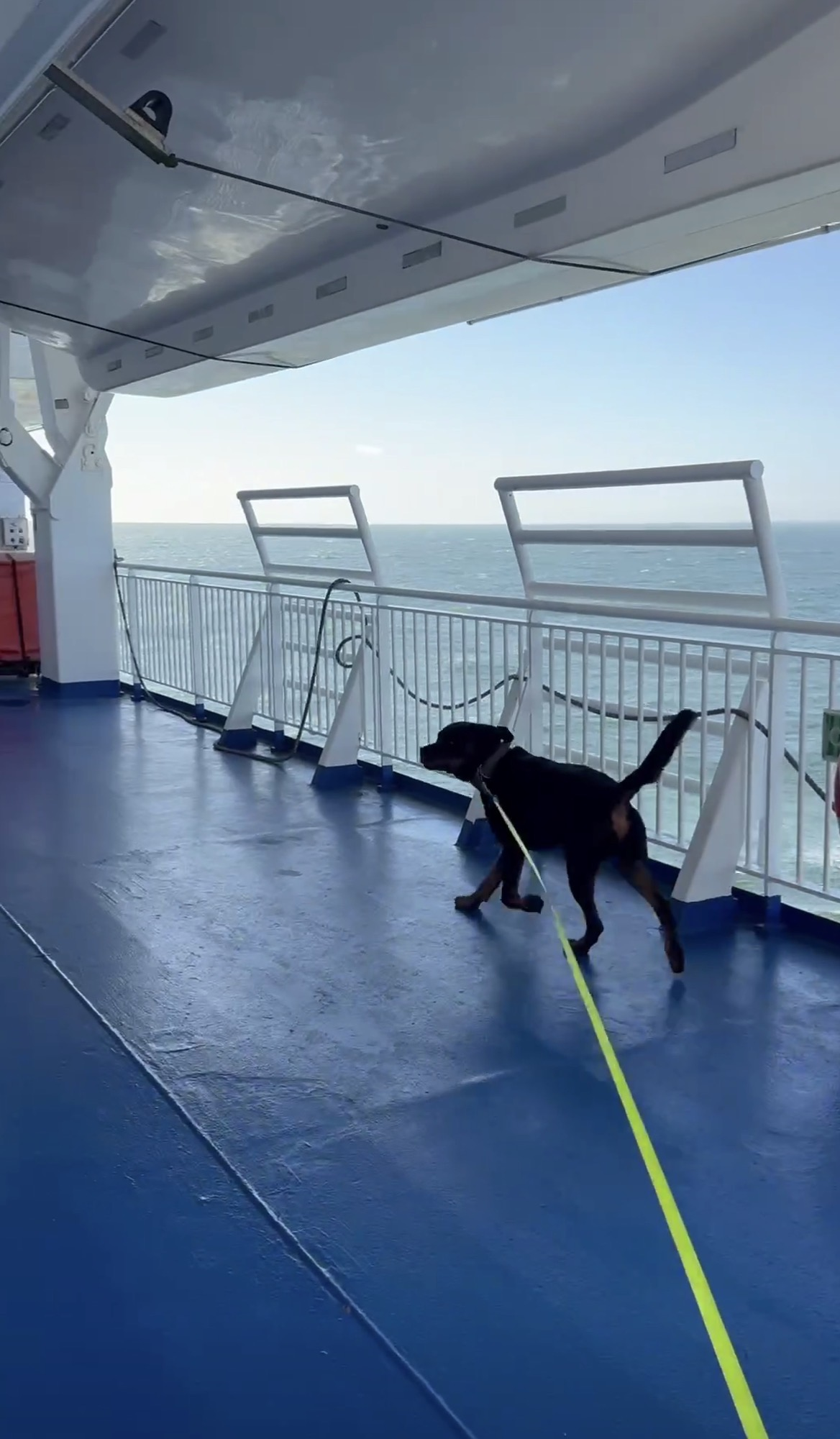 Thor bei einer Gassirunde auf dem Hundedeck